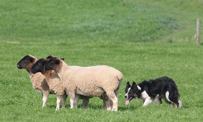 Tophanteerders en hul honde in aksie